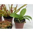 thumbnail image 2 of BubbleBlooms Carnivorous Plant Assortment Set Of 5 Live Potted Plants, All Different Species- 2 Inch Pots, 2 of 9