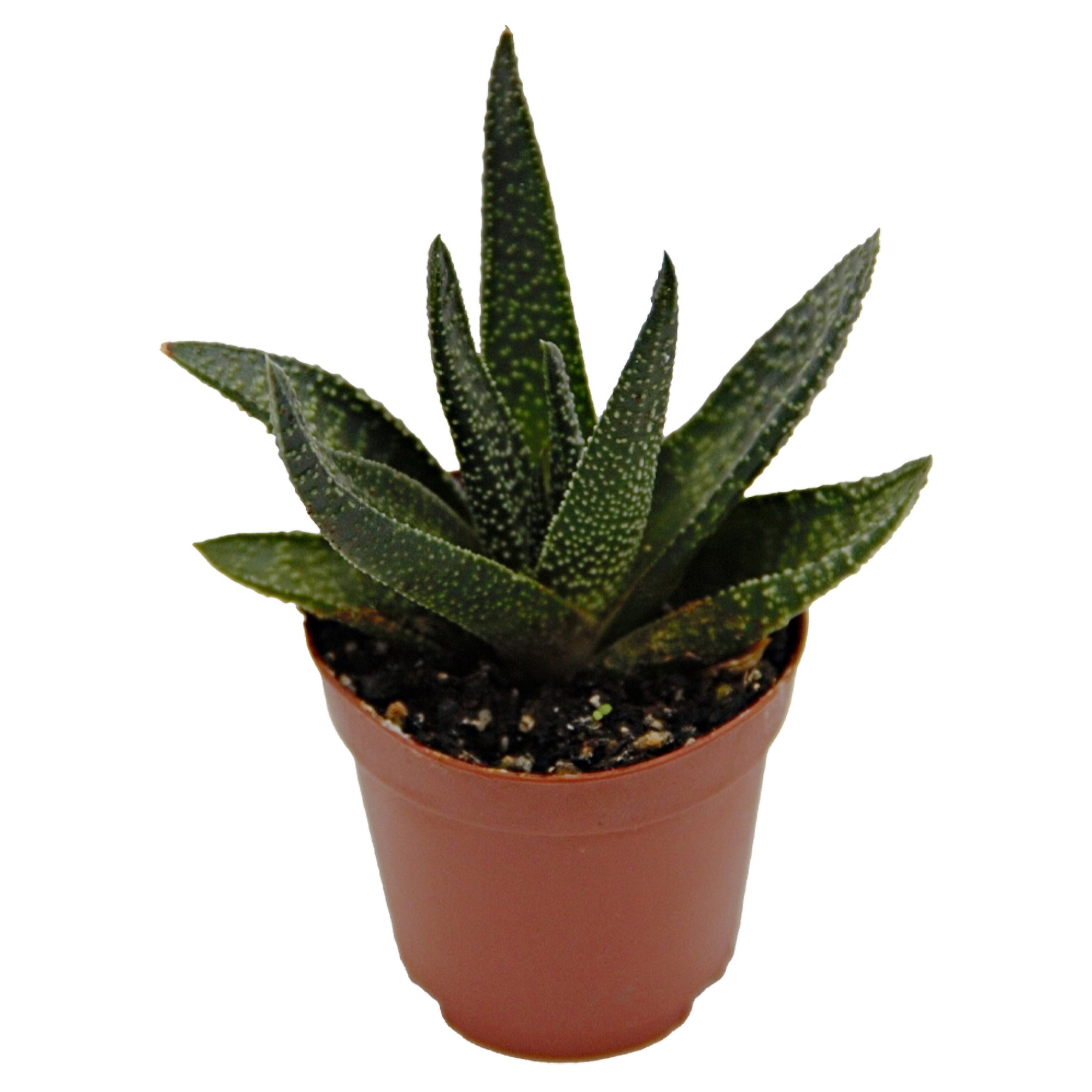 ReptiCulture Assorted Haworthia Desert 3" Pot 3 pk