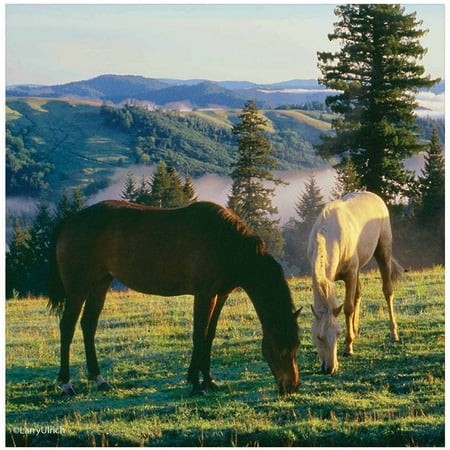 

Thirstystone Occasions Drink Coasters Set Prairie Horses