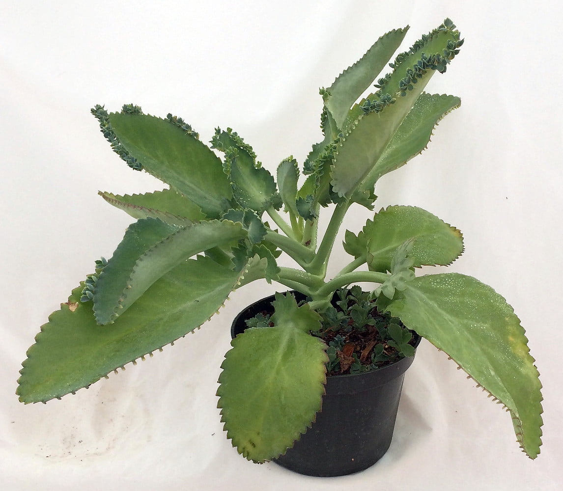 Mother-of-Thousands Plant - Khaleesi Plant - Kalanchoe - 6" Pot