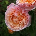thumbnail image 3 of Heirloom Roses - Ruth Clements Shrub Rose Plant - Fragrant Rose Bush, 3 of 3