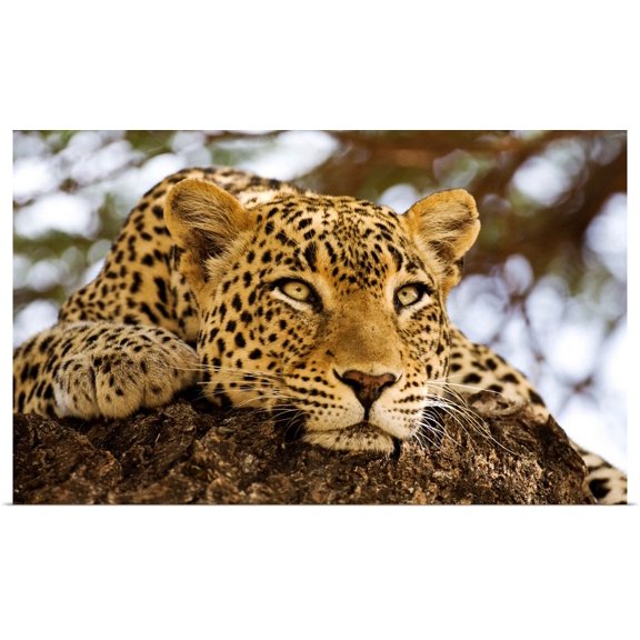 Great BIG Canvas | Rolled Scott Stulberg Poster Print entitled African Leopards Glare