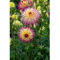 thumbnail image 2 of Lindsay Michelle Dahlia - Dinnerplate Fimbriata Flower - #1 Size Root Clump - NEW, 2 of 4