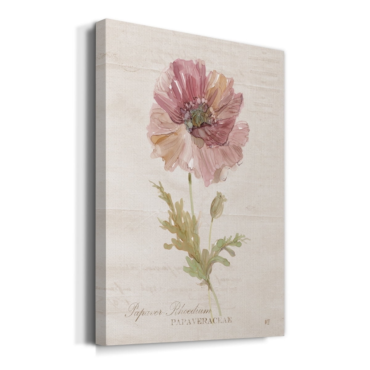 Soft Poppy Premium Gallery Wrapped Canvas - Ready to Hang - 40 x 60