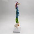thumbnail image 3 of Flexible Spine Model for School Biology Class Column Model Anatomical Demonstration with Pelvis Standing, 3 of 9