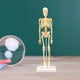 thumbnail image 5 of Modelo de anatomía corporal con huesos visibles y movimiento para exhibición educativa infantil. Modelos Esqueleto-Tipo B, 5 of 9
