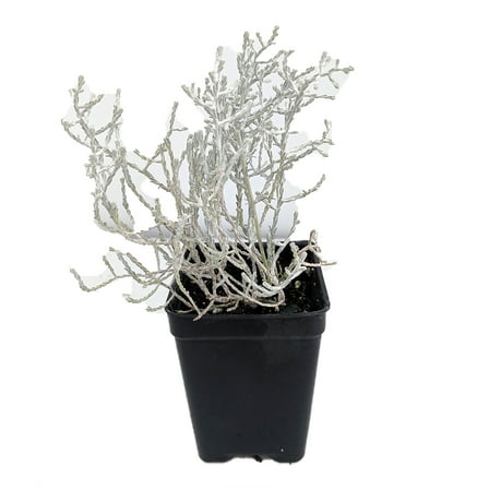 Cushion Bush - Leucophyta brownii- 2.5" Pot - Terrarium/Fairy Garden/House Plant