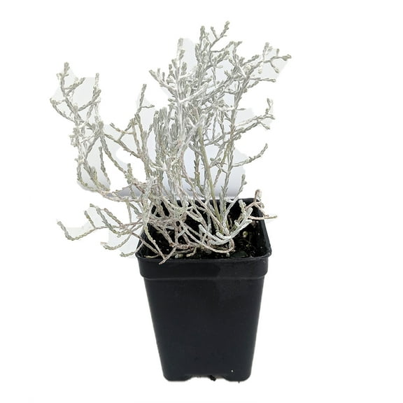 Cushion Bush - Leucophyta brownii- 2.5" Pot - Terrarium/Fairy Garden/House Plant