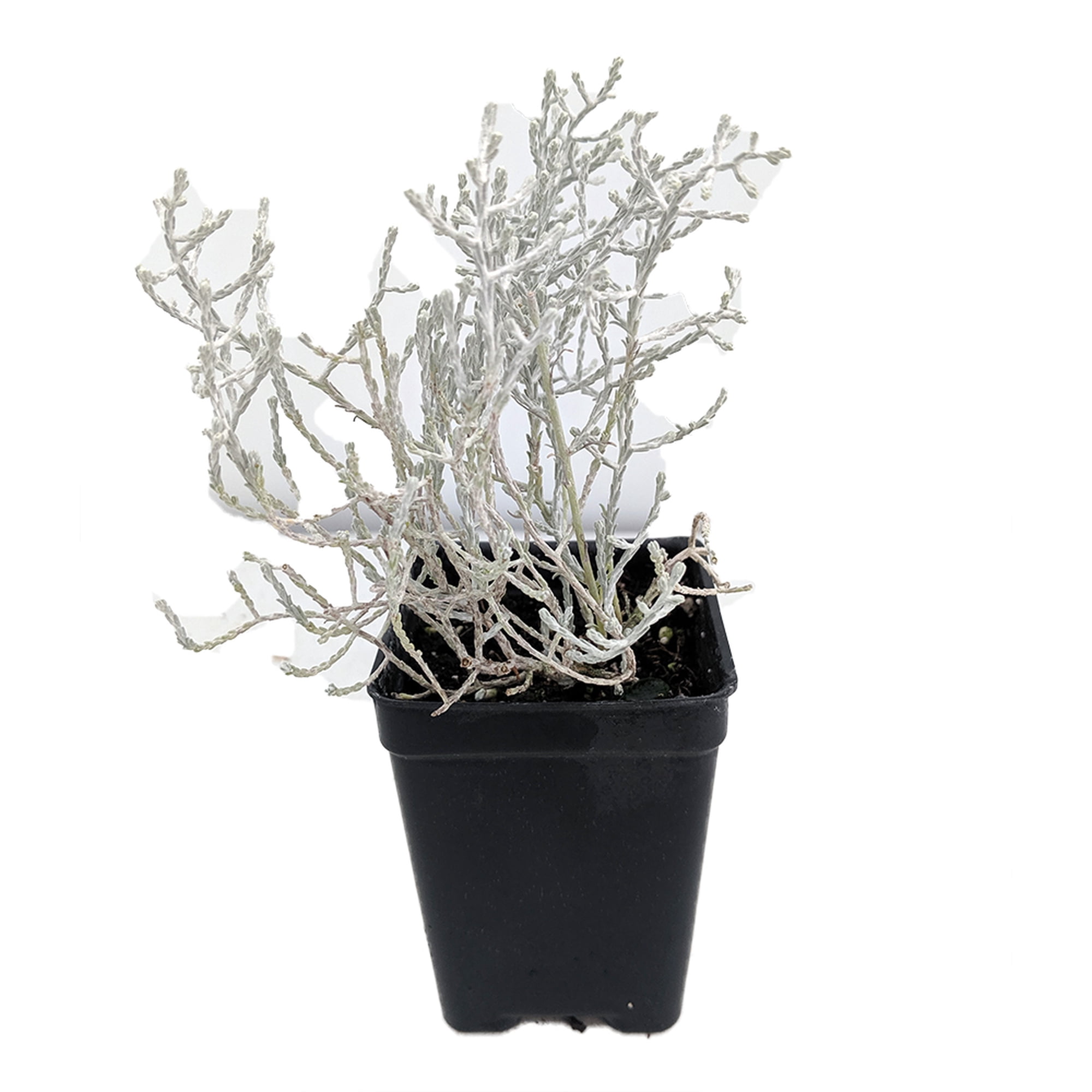 Cushion Bush - Leucophyta brownii- 2.5 Pot - Terrarium/Fairy Garden/House Plant