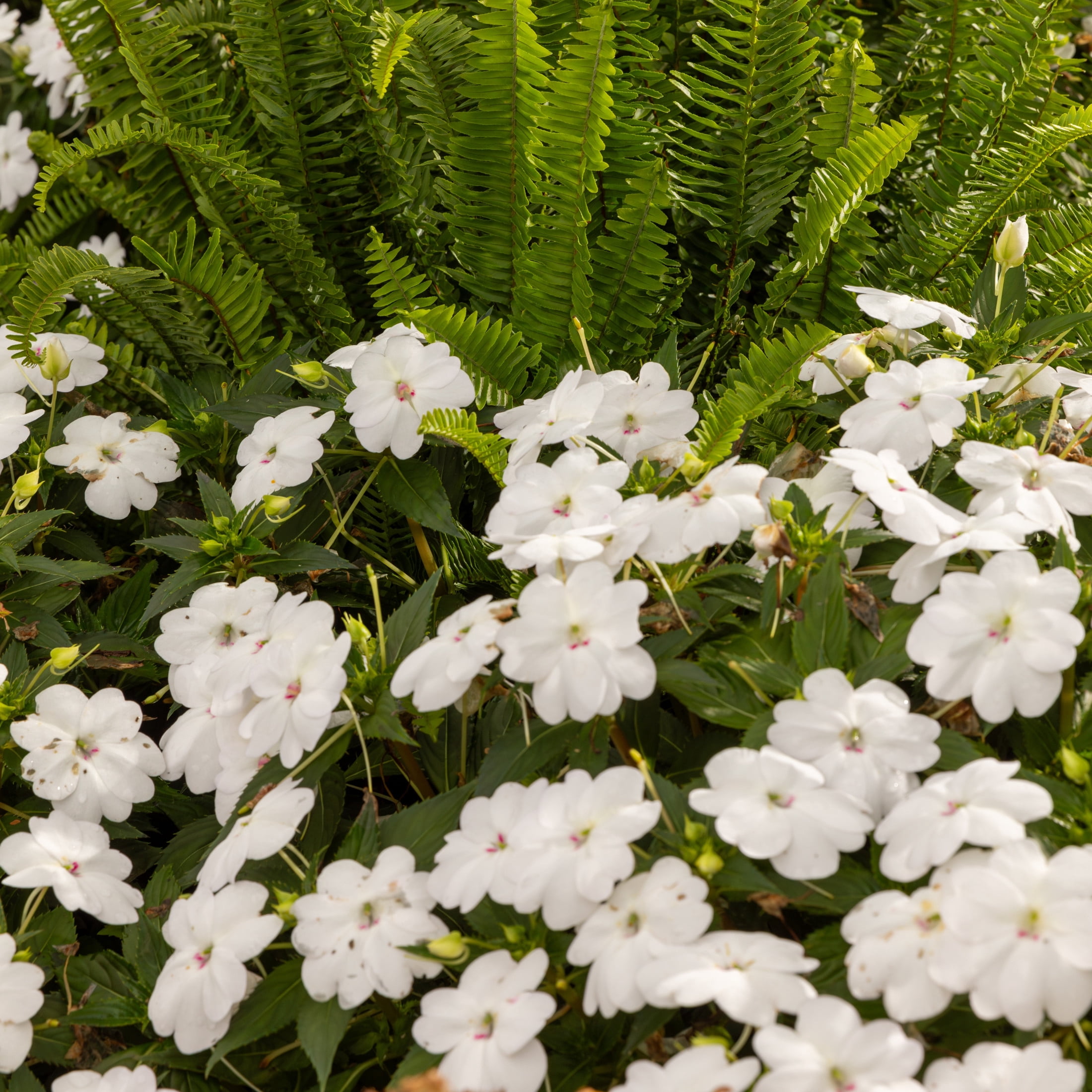 Proven Winners 4" SunPatiens Compact Classic White Impatiens Live Plant in 4.25" Pot (4 Count)