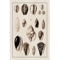 thumbnail image 2 of Sowerby, G.B. 11x14 Black Ornate Wood Framed with Double Matting Museum Art Print Titled - Shells: Convoltae and Orthocerata (Sepia), 2 of 4