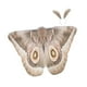 thumbnail image 3 of Capa de mariposa decorativa para Halloween, chal de polilla para disfraces de actuación en el escenario Café ligero, 3 of 9