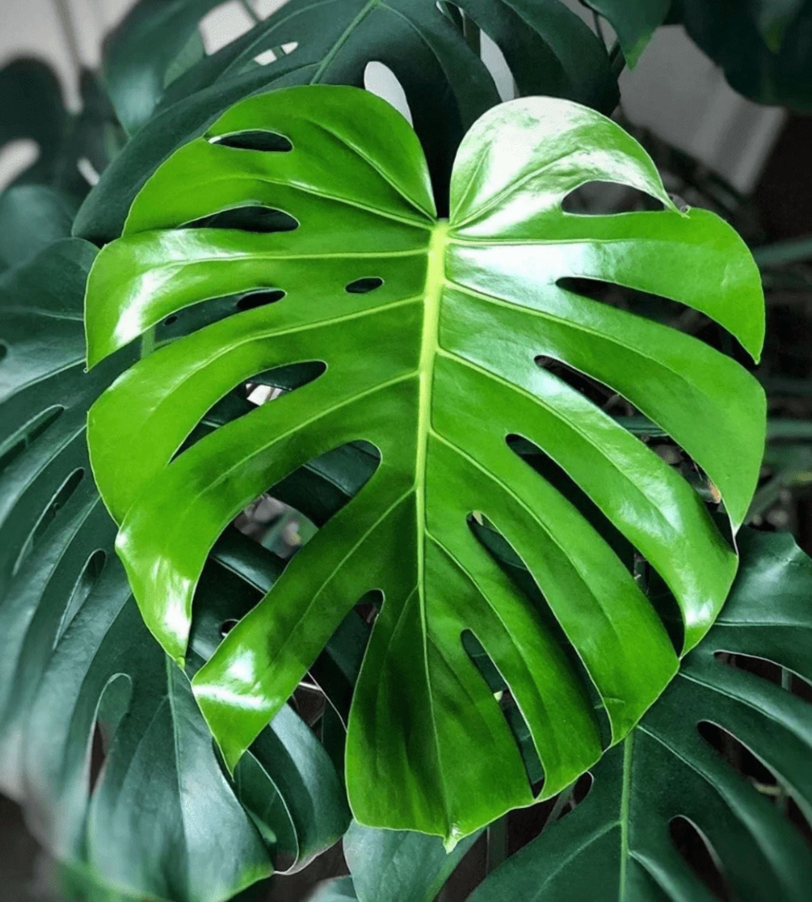 Monstera Deliciosa Plant Live, Philodendron Swiss Cheese Live Indoor Houseplant, Tropical Split-Leaf Plant for Home Office, 5-8" Tall, No Pot
