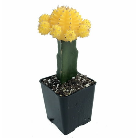 Yellow Grafted Moon Cactus - Easy to Grow - 2