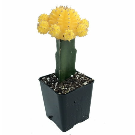 Barrel Cactus Seeds - Yellow Grafted Moon Cactus - Easy to Grow - 2