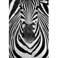 thumbnail image 2 of Luis Duran, Juan 11x14 Gold Ornate Wood Framed with Double Matting Museum Art Print Titled - Zebra, 2 of 4