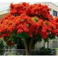 Bonsai Flamboyant Flame Tree Seeds to Grow 20 Seeds Delonix regia