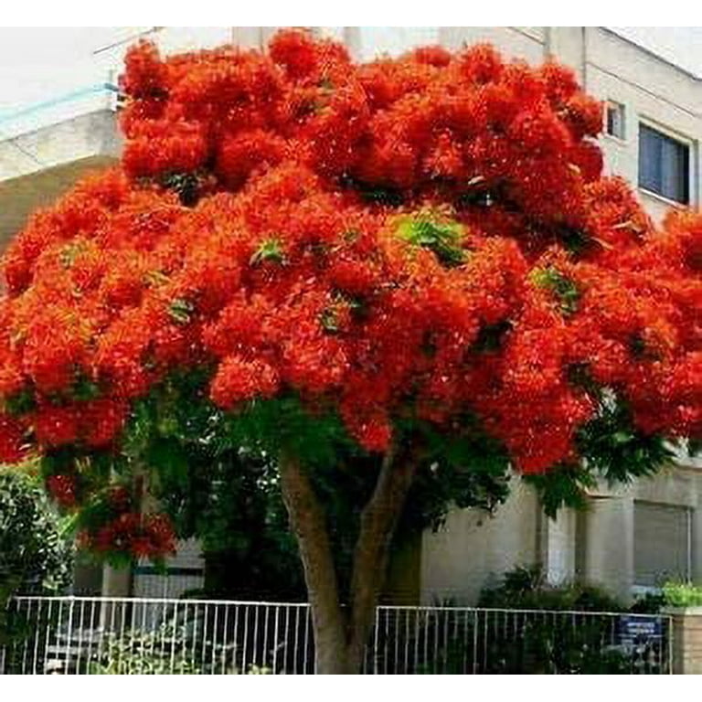 Bonsai Flamboyant Flame Tree Seeds to Grow | 20 Seeds | Delonix regia,  Prized Flowering Tropical Bonsai Tree Seeds - Walmart.com