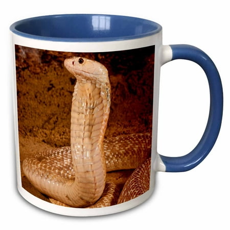 

3dRose Formosan Cobra Snake Native to Ceylon - NA02 DNO0783 - David Northcott - Two Tone Blue Mug 11-ounce