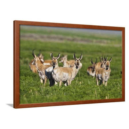 Herd of Pronghorn Antelope Grazing on Open Land Framed Print Wall Art By Terry