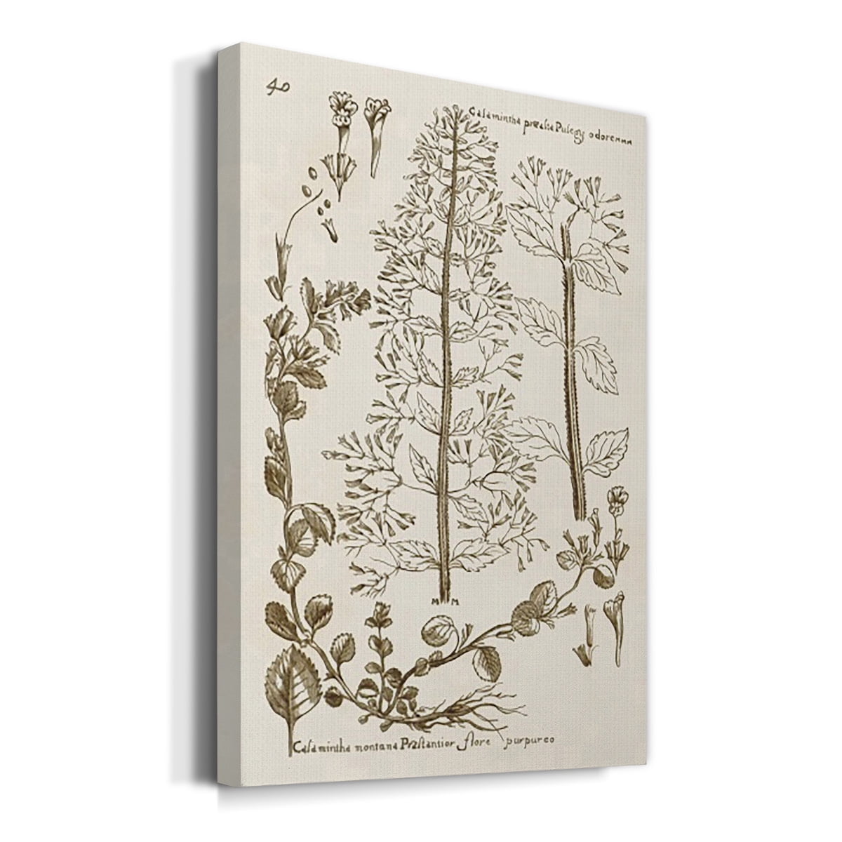 Sepia Botanical Journal V Premium Gallery Wrapped Canvas - Ready to Hang