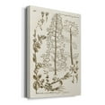thumbnail image 2 of Sepia Botanical Journal V Premium Gallery Wrapped Canvas - Ready to Hang, 2 of 9