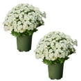 thumbnail image 2 of VINOIC Artificial Chrysanthemum Flowers, 10 Bundles Fade-Proof Outdoor Plants, Garden Decor, 2 of 8