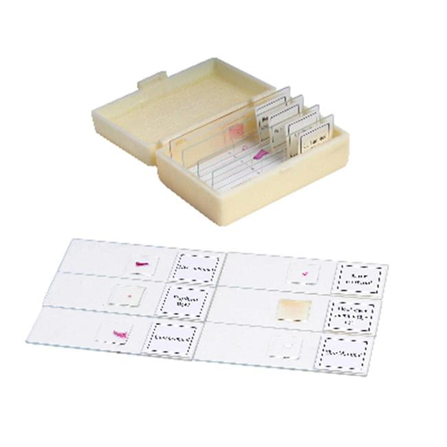 Prepared Microscope Slides, Glass, Set Of 10 Animal Walmart Canada