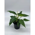 thumbnail image 3 of Florida House Plants Anthurium White Live Plants in 4" Pot, 3 of 9