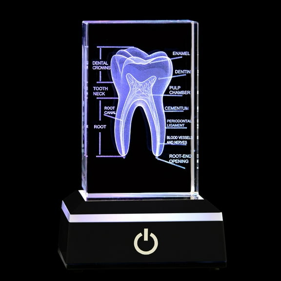 Crystal Teeth Model with Laser Engraved Dental Anatomy, 3D Dentist Gift, Educational Oral Care Display with LED Light Base, Adjustable Color Ideal for Offices and Medical Academies