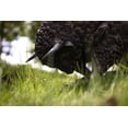 thumbnail image 2 of BISON Tête Baissée - Grand, 2 of 4