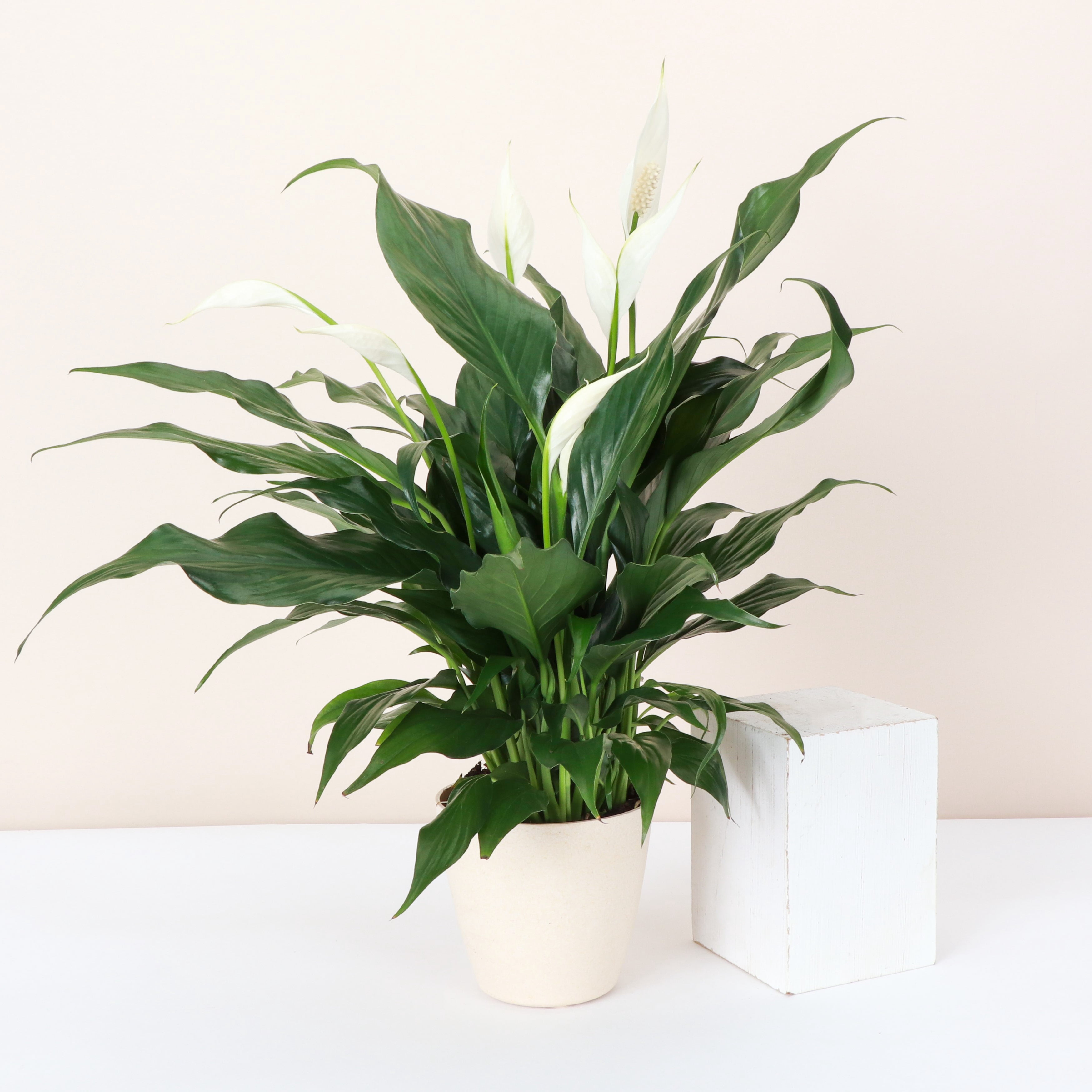 Live Peace Lily Plant - 4" Decorative Eco Pot - Natural