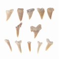 thumbnail image 2 of Natural Animal Tooth Shark Tooth Mineral Specimen Gift Decorative Pendant Toys, 2 of 5