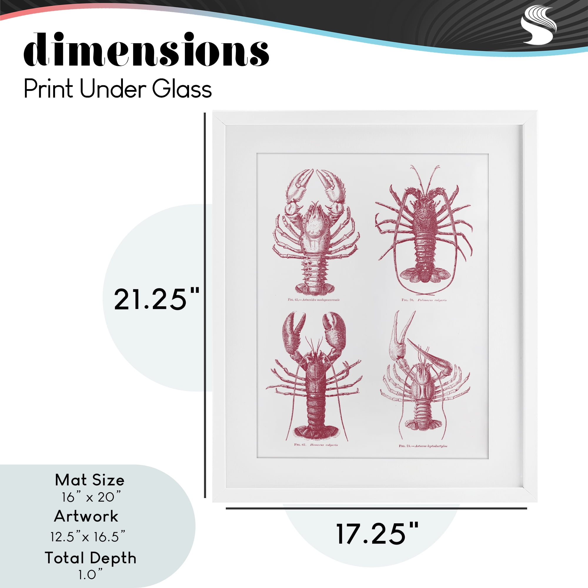 Timeless Lobsters Species White Framed Print Under Glass, design by Lettered and Lined