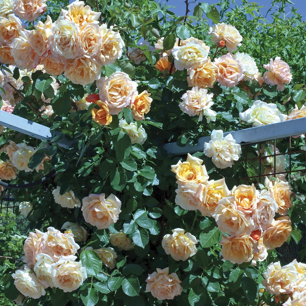 Heirloom Roses Rose Bush - Garden Sun™ Climbing Roses , Live Rose Plant