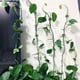 thumbnail image 4 of Toystoory 10 piezas de abrazaderas autoadhesivas para plantas, accesorio de escalada en pared, soportes de tallo de vid, organizador de cables Almacenamiento y organización del hogar, 4 of 6