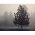 thumbnail image 2 of Geyman, Vitaly 14x12 Gold Ornate Wood Framed with Double Matting Museum Art Print Titled - Silent Night, 2 of 4