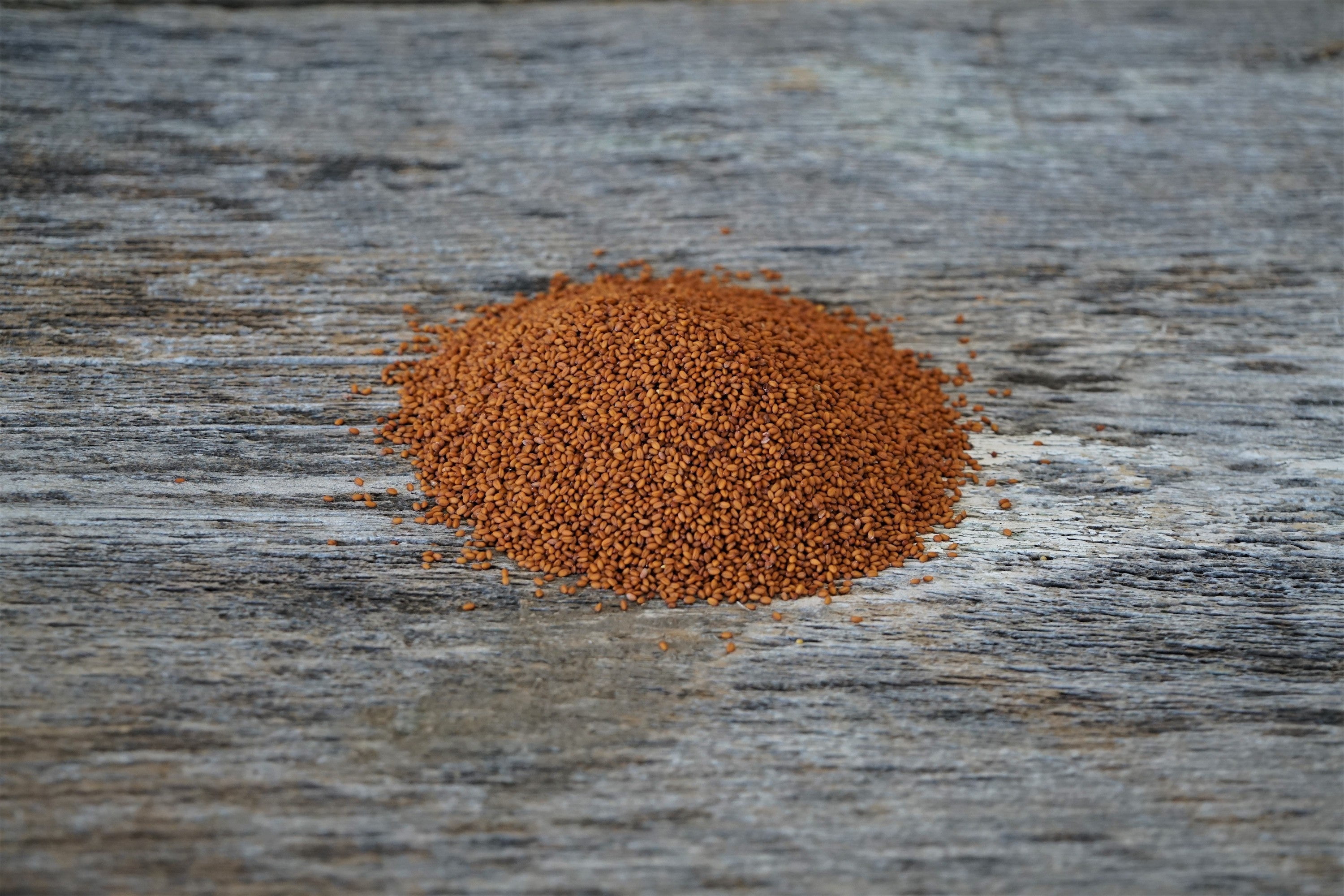 Hale Habitat & Seed Winter Camelina Food Plot Seed, 5 lbs