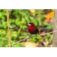 thumbnail image 2 of Jaynes Gallery 32x23 Gold Ornate Wood Framed with Double Matting Museum Art Print Titled - Caribbean-Trinidad-Asa Wright Nature Center Silver-beaked tanager bird on limb, 2 of 4