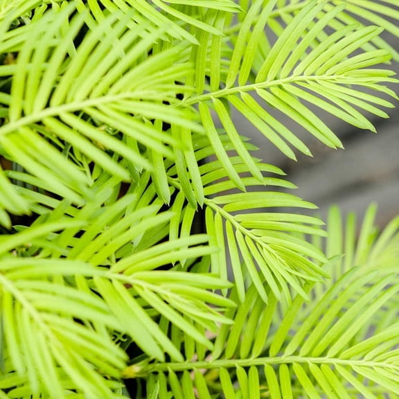 Spreading Yew in 1 Gal. Grower's Pot, Easy to maintain Ground cover