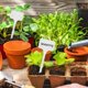 thumbnail image 3 of Large Plastic Plant Labels 6 Inch 50 Pack White Sturdy Extra Large T-Style Plastic Plant Labels for Flower beds,Plant pots, 3 of 5