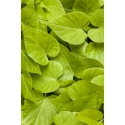 4.25 in. Grande Sweet Caroline Sweetheart Lime Sweet Potato Vine (Ipomoea) Live Plant, Lime Green Foliage (8-Pack)