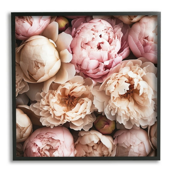 Stupell Industries Soft Peonies Photography Botanical & Floral Photography Black Framed Art Print Wall Art, 12 x 12