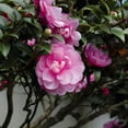 thumbnail image 3 of 3 gal. Camellia Susy Dirr Shrub with Pink Flowers, 3 of 7