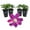 4 Plants, variant on Clematis Sunset - Live Starter Plant in a 2 Inch Growers Pot - Starter Plants Ready for The Garden - Beautiful Deep Red and Pink Flowering Vine