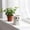 White, variant on Fmbmuo Halloween Ghost Ceramic Planters Cute Ghost Mini Planters Set of 3 Tabletop Small Adorable Halloween Indoor Decoration,White