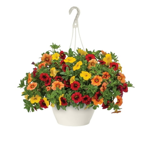 Expert Gardener Citrus Fire Calibrachoa Flowers, 1.5 Gal Hanging Basket, Outdoor Plants, Full Sun