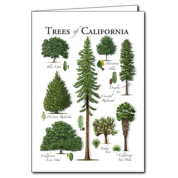 Trees Of The California Student Animal Poster Birthday Gift Children's Room Poster Bedroom Decor Office Decor Gifts