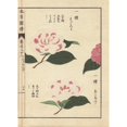 thumbnail image 2 of Pink And White Camellias, Ariake And Hagoromoa Poster Print By ® Florilegius Mary Evans (18 X 24), 2 of 4