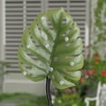 thumbnail image 2 of Hometrends Leaf Solar Stake - Green, 2 of 7